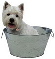 Stardogs image 2