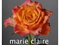 Stems Rose Farm & Florist logo