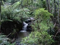 Tangowahine Farm and Rural Retreat image 6