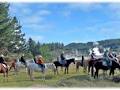 Taupo Horse Treks image 3