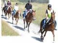 Taupo Horse Treks image 4