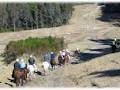 Taupo Horse Treks image 6