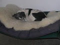 Te Amo Kennels image 3