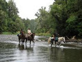 Te Urewera Rainforest Route - Northern Gateway image 2