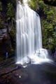 Te Urewera Rainforest Route - Northern Gateway image 3