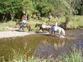 Te Urewera Rainforest Route - Southern Gateway image 5