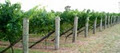 The Vines image 2