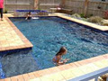 Thompson Pools Ltd - Swimming Pools, Pool Fencing & Landscape Design image 6