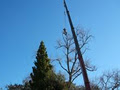 Tree Brothers Arborist Auckland image 2