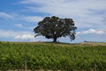 Waiheke Island Wine Tours image 4