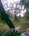 Waihi Bush Organic Farm image 2