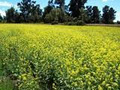 Waihi Bush Organic Farm image 3