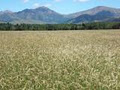 Waihi Bush Organic Farm image 4