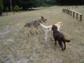 Walkabouts Dog Walking & Pet Feeding Services image 2