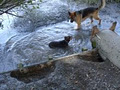 Walkabouts Dog Walking & Pet Feeding Services image 1