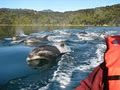 Waterways Boating Safaris image 6