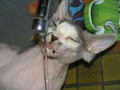 Wisecracks Devon Rex Cattery image 2