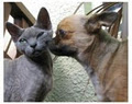 Wisecracks Devon Rex Cattery image 3