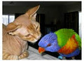 Wisecracks Devon Rex Cattery image 4