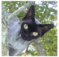 Wisecracks Devon Rex Cattery image 5