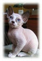 Wisecracks Devon Rex Cattery logo