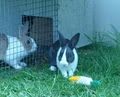 'C'mon Get Hoppy Rabbitry image 1