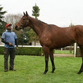 Adrian Clark Bloodstock image 4