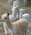 Alpacas New Zealand | Awatere Alpacas image 2