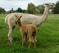 Alpacas New Zealand | Awatere Alpacas image 4