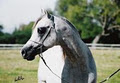 Classic Arabians image 2