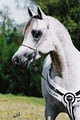 Classic Arabians logo