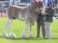 Erewhon Station Clydesdale Stud image 3