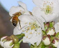 Gracebrook Orchard image 1