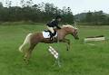 Helensville Riding School image 4