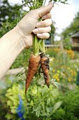 Home Harvest Organic Planter Boxes image 3