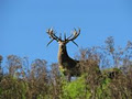 Kuranui Wilderness Lodge and Trophy Park image 4