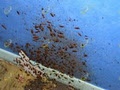 Pestproof Pest Control image 2