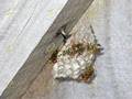 Pestproof Pest Control image 3