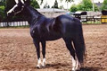 PineView Farm image 3