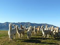 Shamarra Alpacas image 2