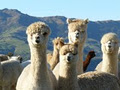 Shamarra Alpacas image 3