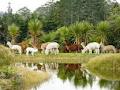 Shamarra Alpacas image 6