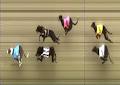 The Waikato & Districts Grehound Racing Club image 3