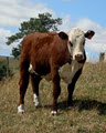 Wando Park Stud Herefords image 2