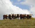 Wando Park Stud Herefords image 3