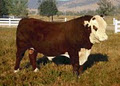 Wando Park Stud Herefords image 4