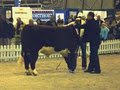 Wando Park Stud Herefords image 5