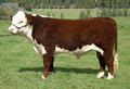 Wando Park Stud Herefords image 6