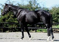 Woodfieldpark Warmblood Stud image 2