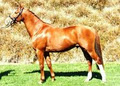 Woodfieldpark Warmblood Stud image 1